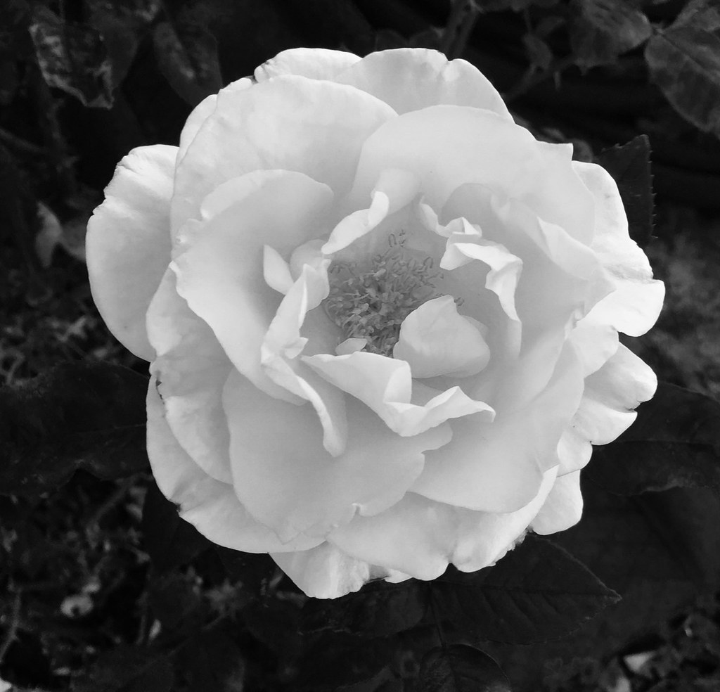 A rose is rose but by any other name. Bobbie Haynes Flickr