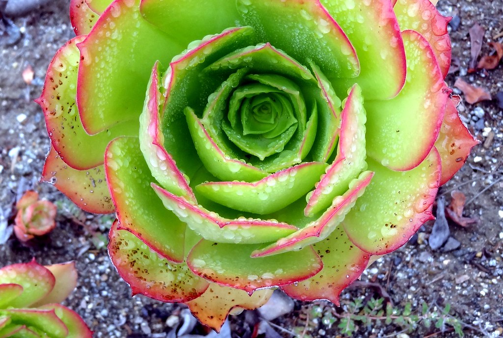Succulent leaves with irrigation water A succulent, growin… Flickr