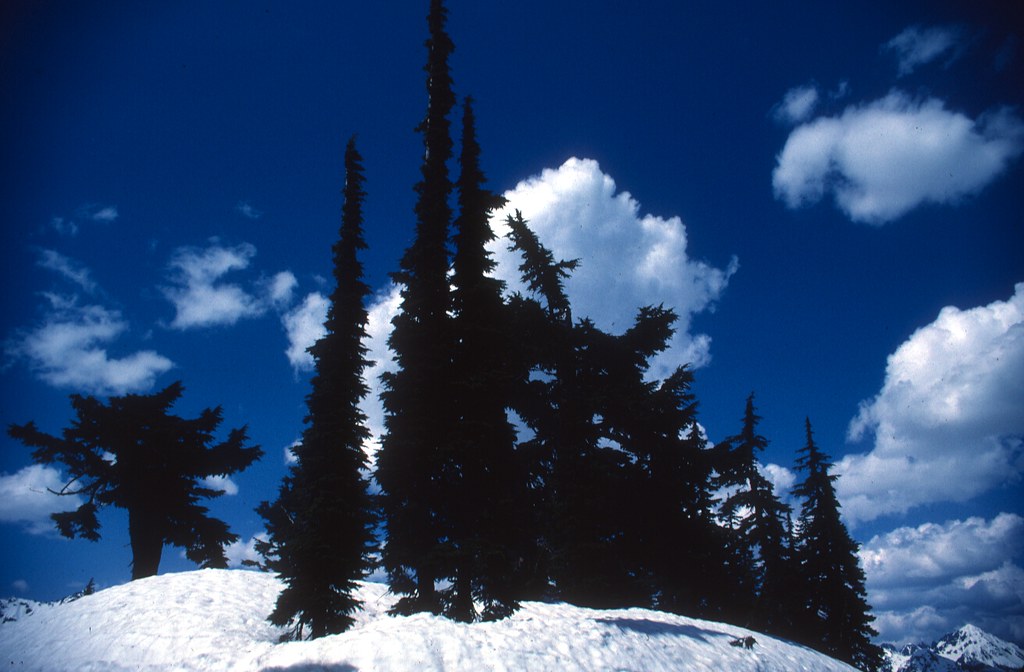 Mountain Hemlock Mountain Hemlock (Tsuga mertensiana), Mou… Flickr