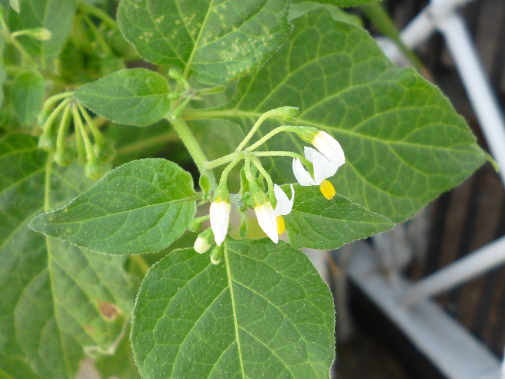 Hierba mora. Solanum nigrum a photo on Flickriver