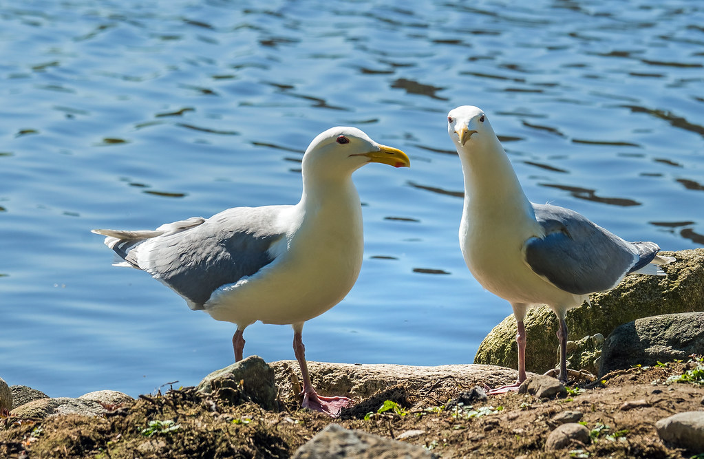 western gull vancouver harbour, BC, canada DSC06629 west… Flickr