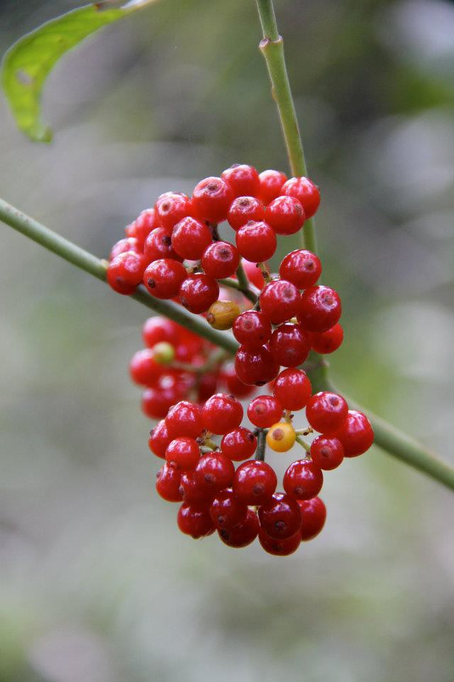 427736_616221755668_43556925_n Connie Brouillette Flickr