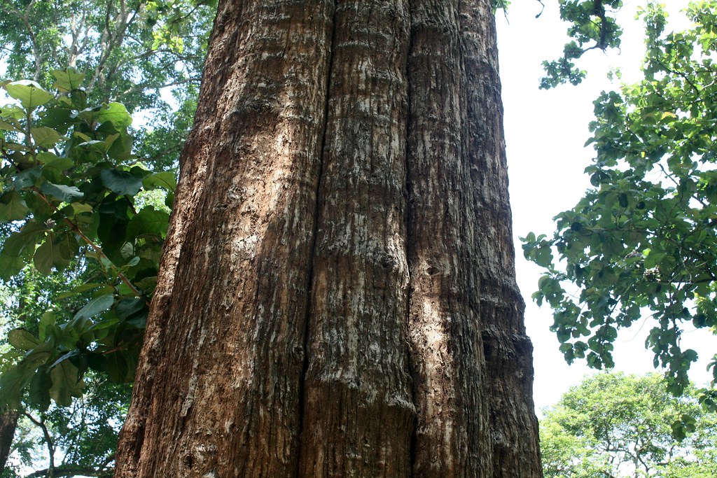 Kannimara Teak of Parambikulam, Kerala Prashanth Flickr