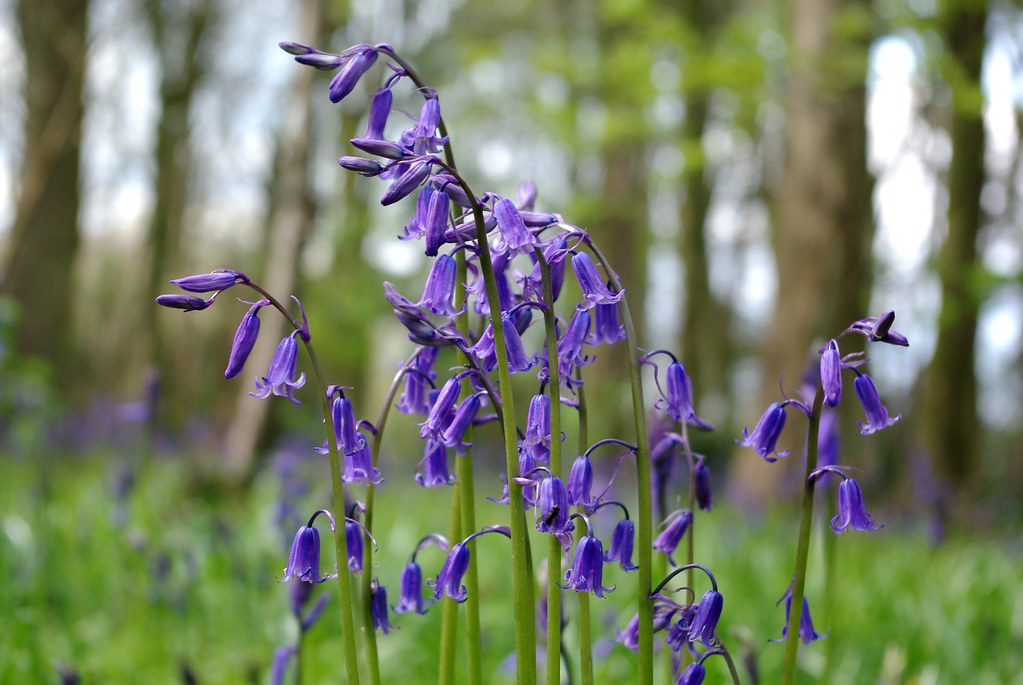 2012042109_Bluebells in Cawston Woods Rugby Bluebells i… Flickr