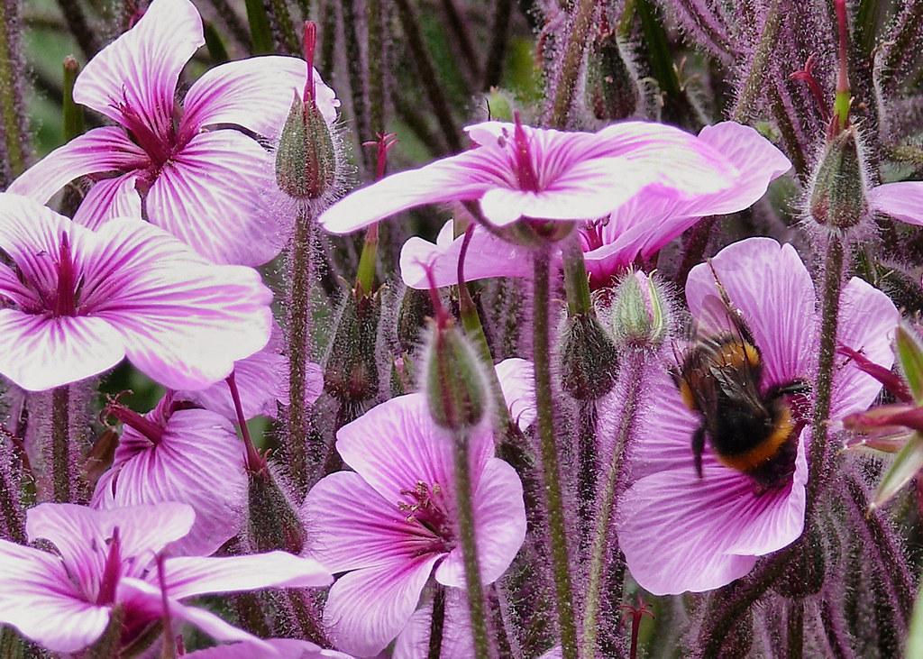 Head down, bum up Snapseed processing used to intensify de… Flickr