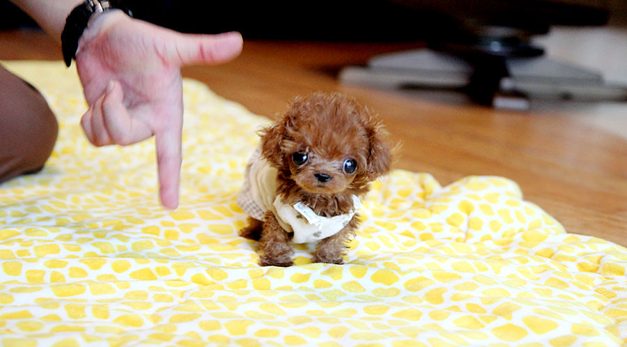 Tiny micro teacup poodle puppy a photo on Flickriver