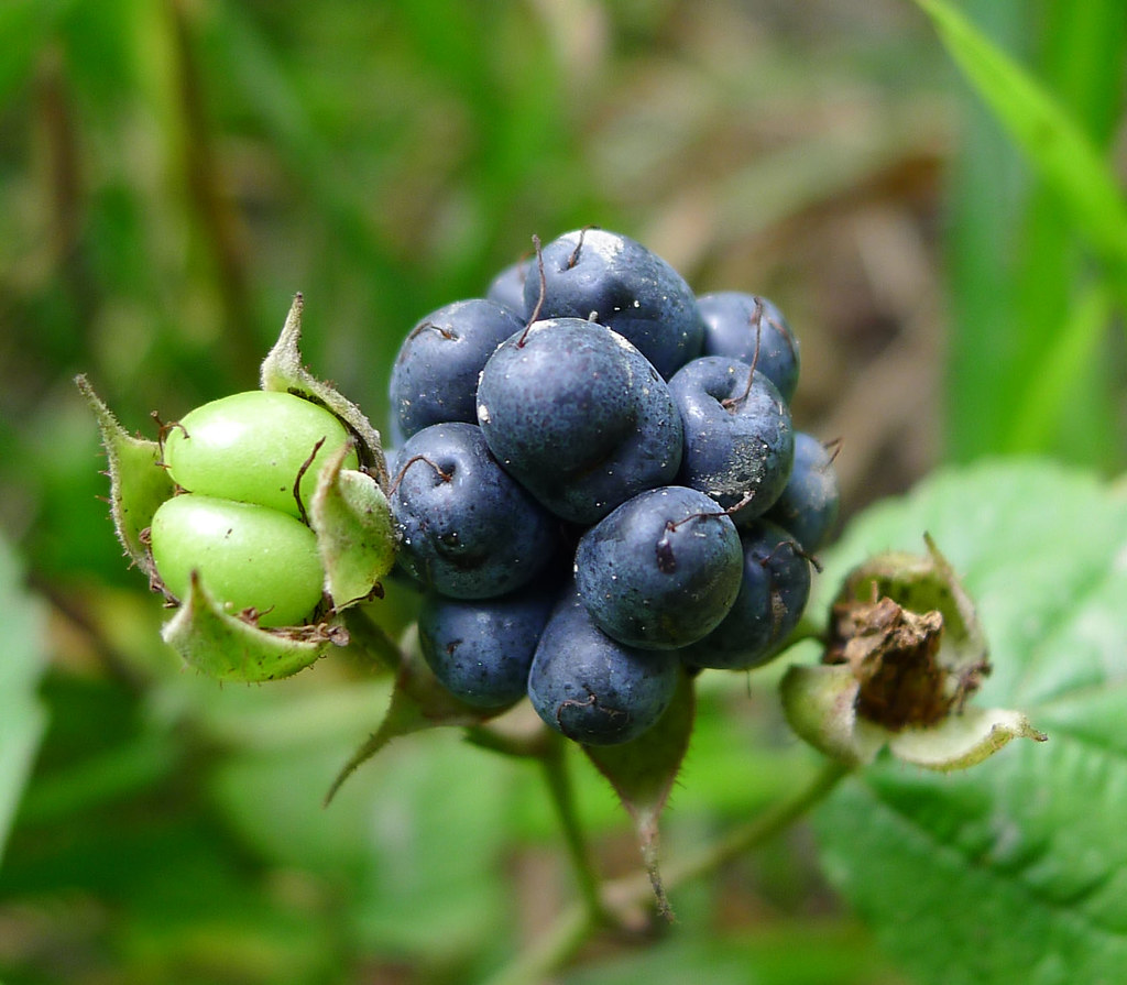 Dewberry fruit. Rubus caesius. Rosaceae gailhampshire Flickr
