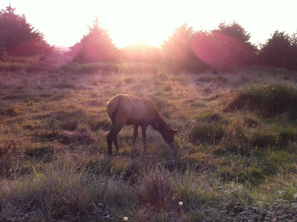 Elk Gold Bluff Beach (Trinidad trip) pdxmouse Flickr
