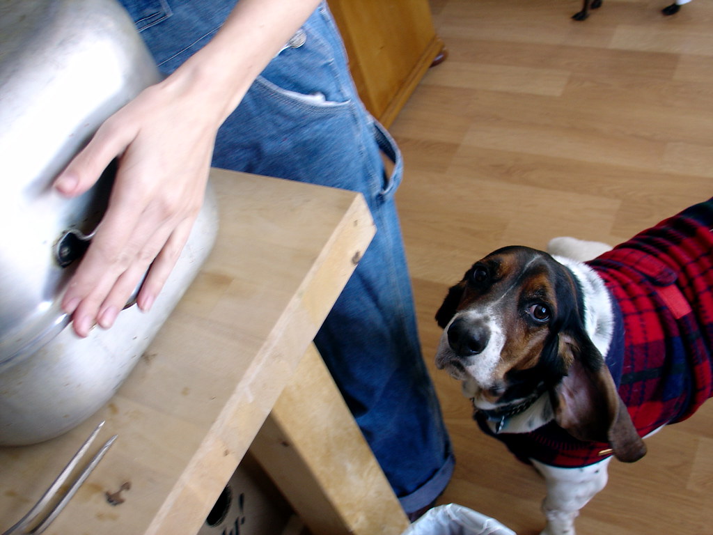Dog wants to eat dinner basset hound Terms of Use Pleas… Flickr