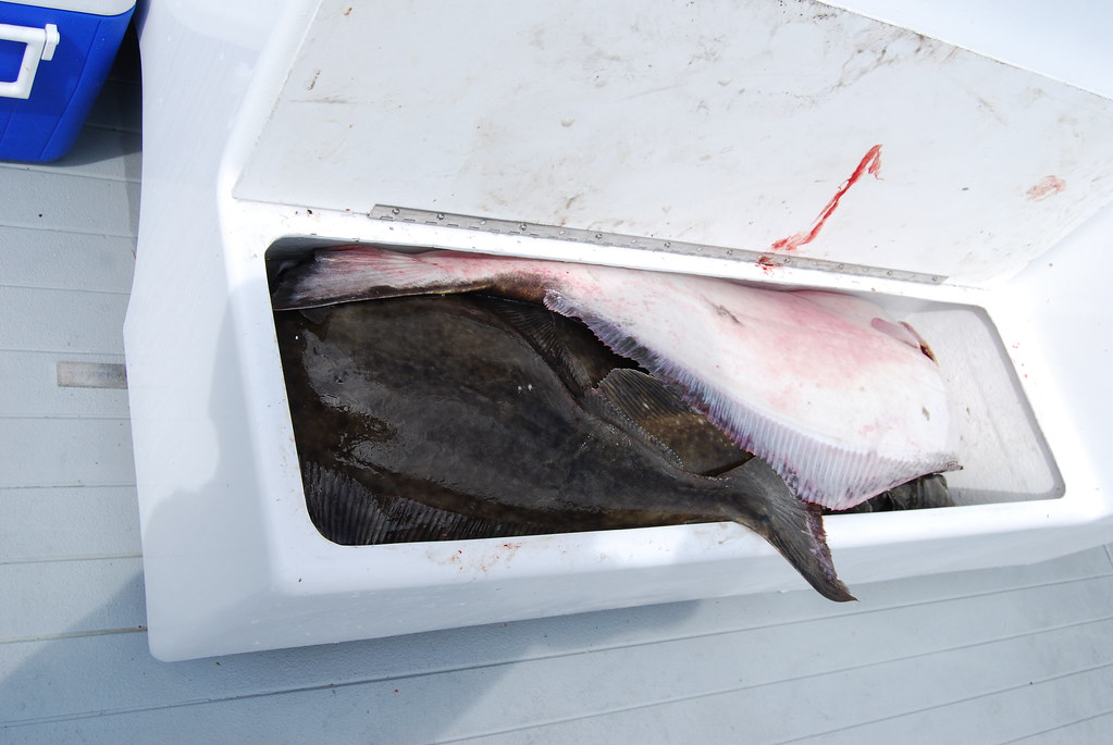 Halibut Fishing in Depoe Bay Halibut fishing in Oregon Flickr