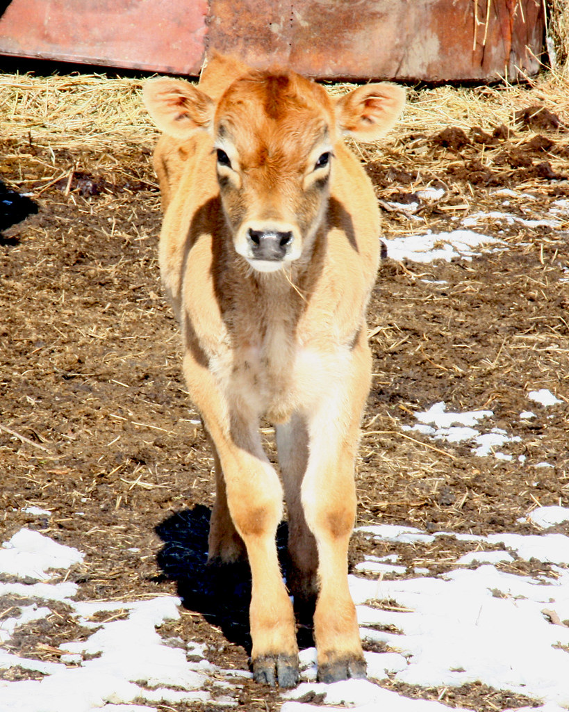 Our young Jersey Bull Our little Jersey bull posing for a … Flickr
