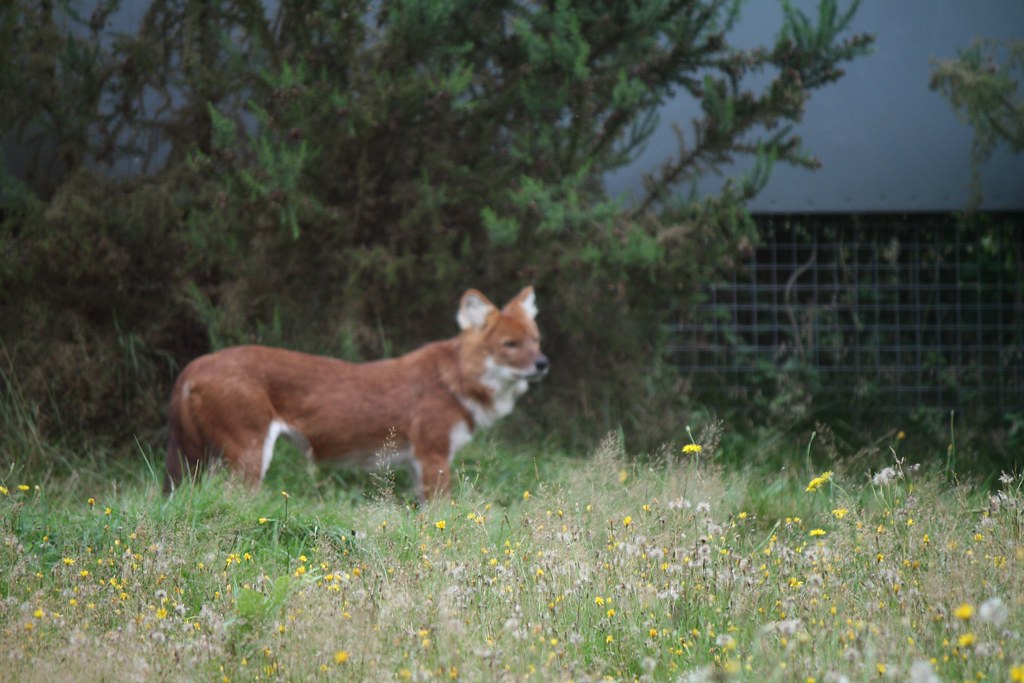 Dhole West Midland Safari Park Zoo, near Kidderminster, … Flickr