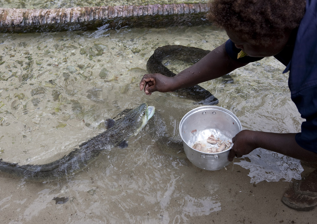 Woman Feeding Eels, New Ireland Island, Laraibina Village,… Flickr