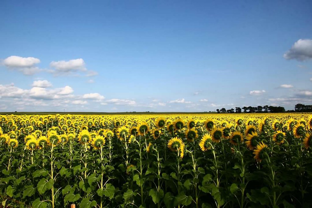 SUNFLOWERS JANESVILLE WISCONSIN 7/22/16 Brian Allen Flickr