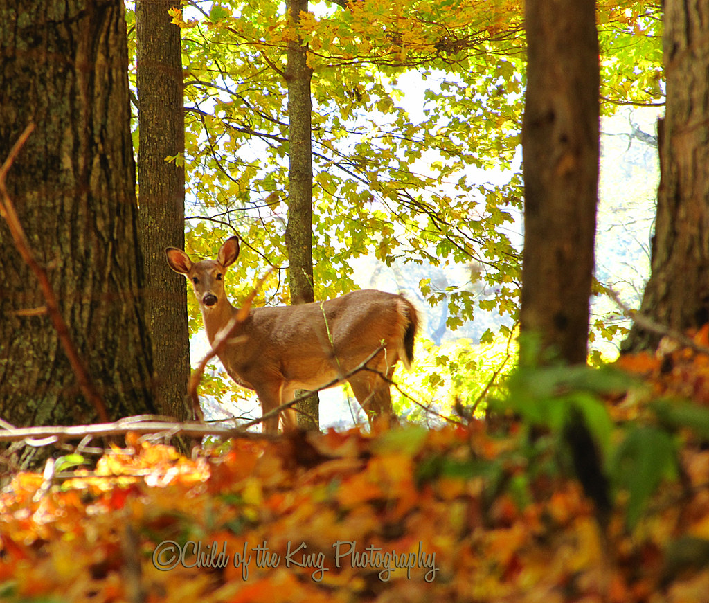 "As the deer pants for streams of water, so my soul pants … Flickr