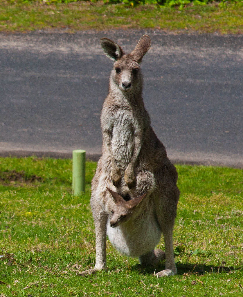 kangaroo with joey a photo on Flickriver