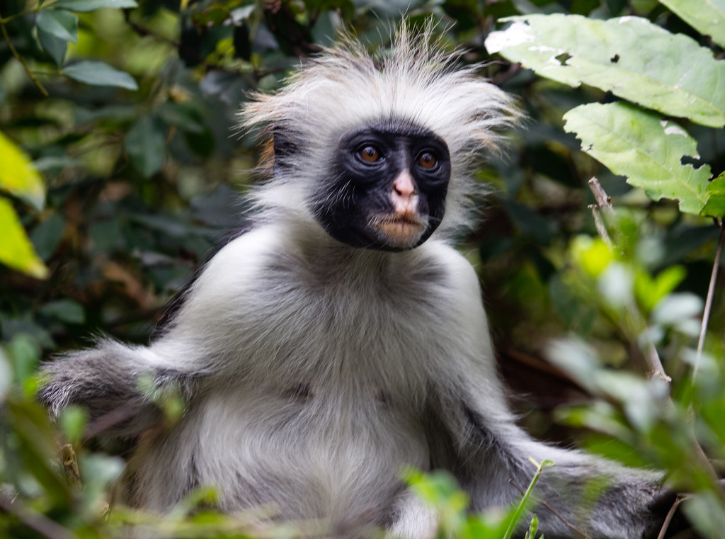 red colobos monkey bad hair day richard smith Flickr
