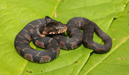Yellow Bellied Water Snake (Nerodia erythrogaster flavigas… Flickr