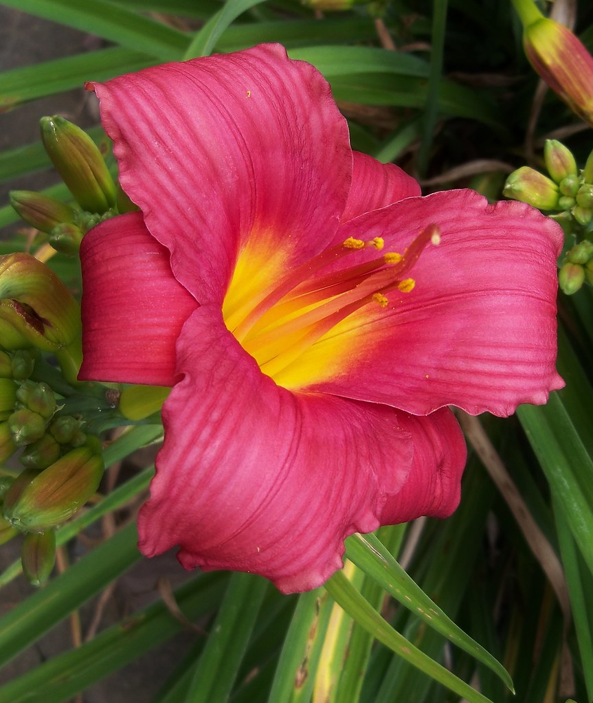 Bubblegum Sweet lemon throated hot pink daylily Penny Laich Flickr