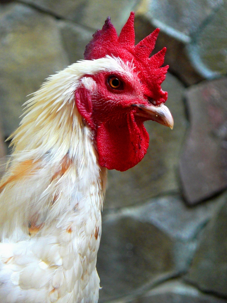 The Laughing chicken The Laughing chicken from South Sulaw… Flickr