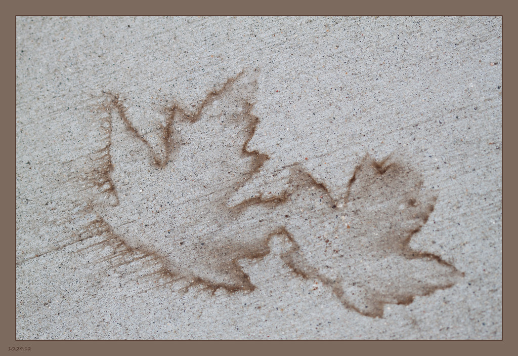 leaf stains Tannin leaf stains on the sidewalk. Although I… Flickr