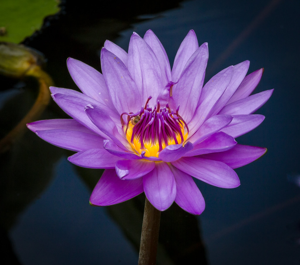 Purple Water Lily Purple Water Lily at Longwood Gardens 20… Flickr