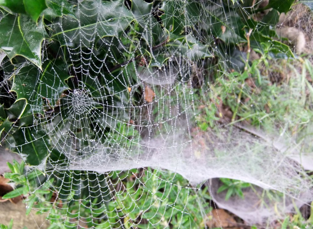 Cobwebs Spiders Webs with dew on them oatsy40 Flickr
