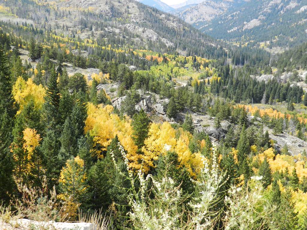 Gold Trees Sept.23, 2012 DSCN5567 shankargallery,richa… Flickr