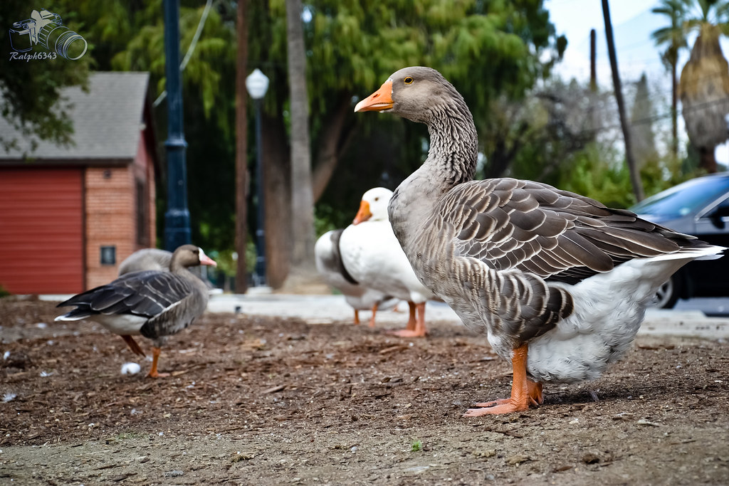 Fairmount Park Geese (Riverside, Ca) Fairmount Park Duck (… Flickr
