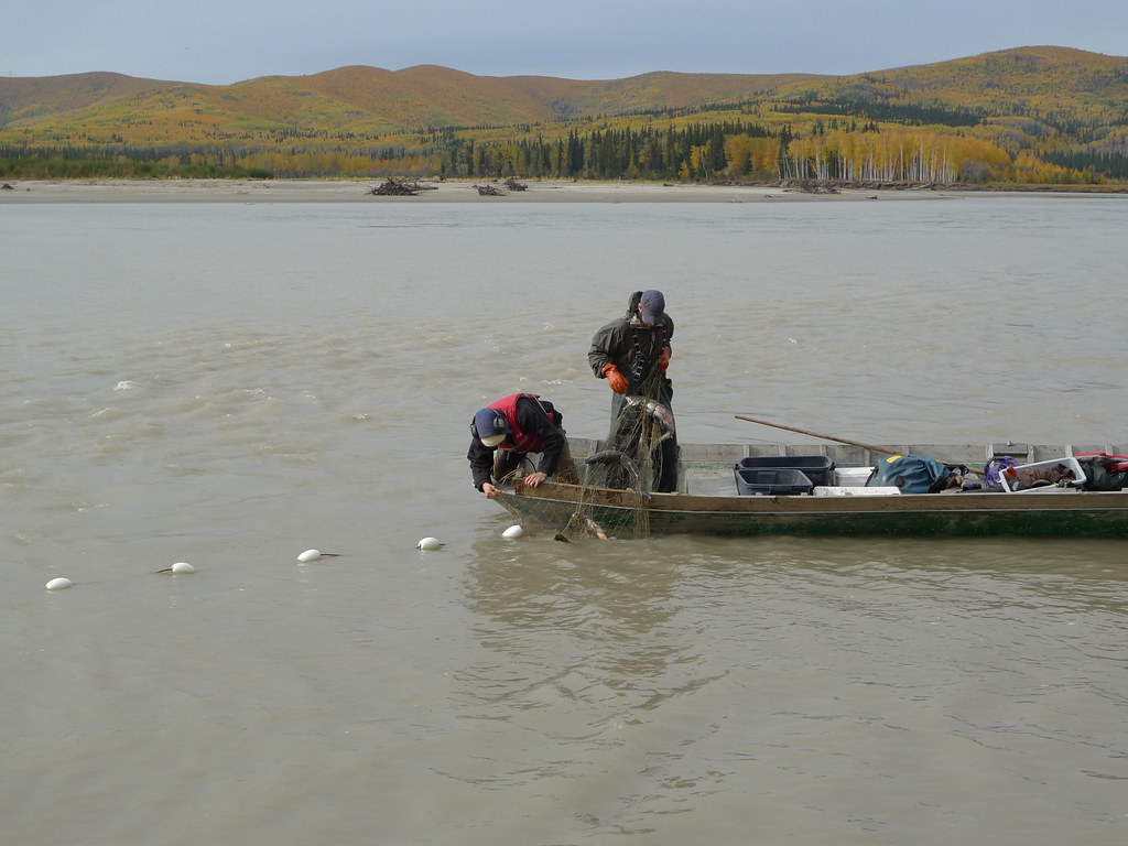more fishing on the Tanana Laura Flickr