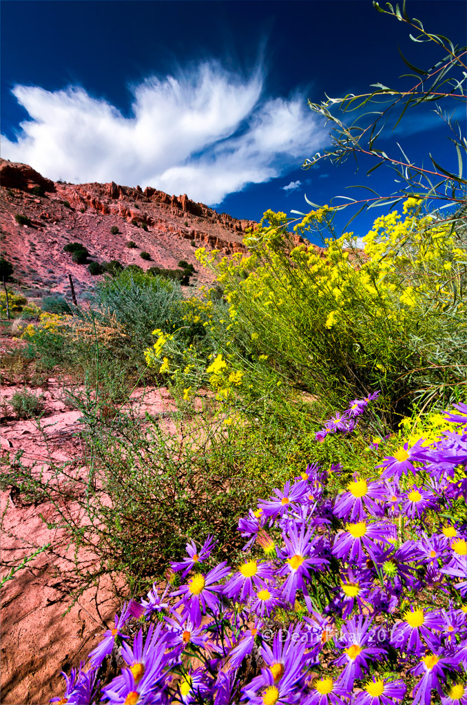 New Mexico Wildflowers dfikar Flickr