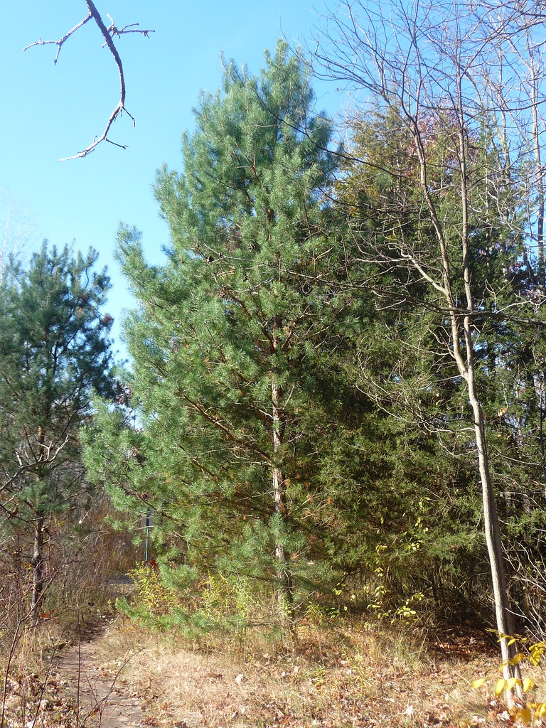 Pine tree Rogue River Park in Belmont, Michigan on 10211… Flickr