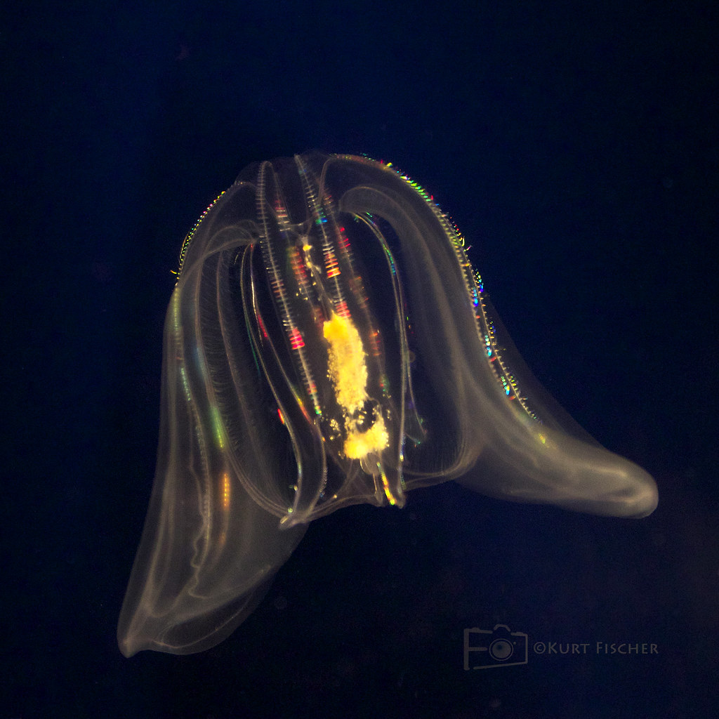 Lady's Comb Jelly Fish This amazing jellyfish uses biolum… Flickr
