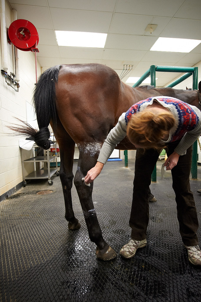 Wisconsin School of Veterinary MedicineU.W. Madison, WI… Flickr