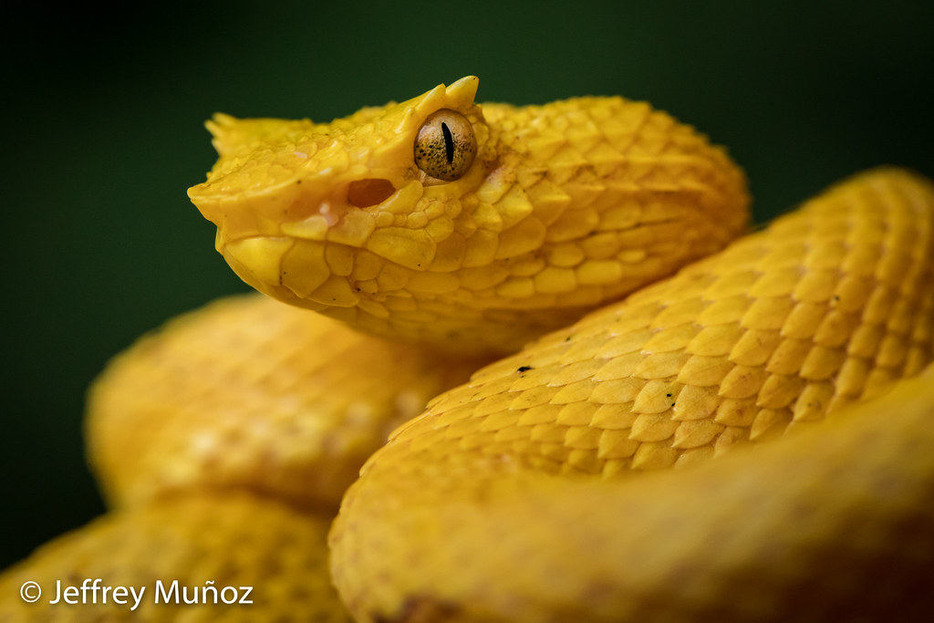 Eyelashpalm PitViper One of our favorite snakes in Costa… Flickr