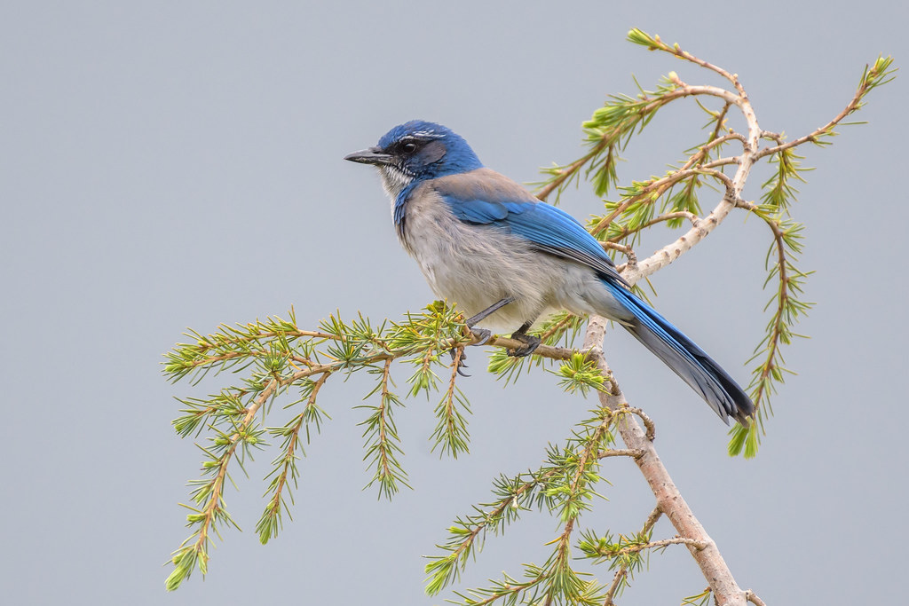 California ScrubJay Sobrante Ridge Regional Reserve, Rich… Flickr