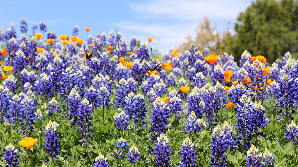 Texas Wildflowers in San Angelo, Texas Wildflowers at Civi… Flickr