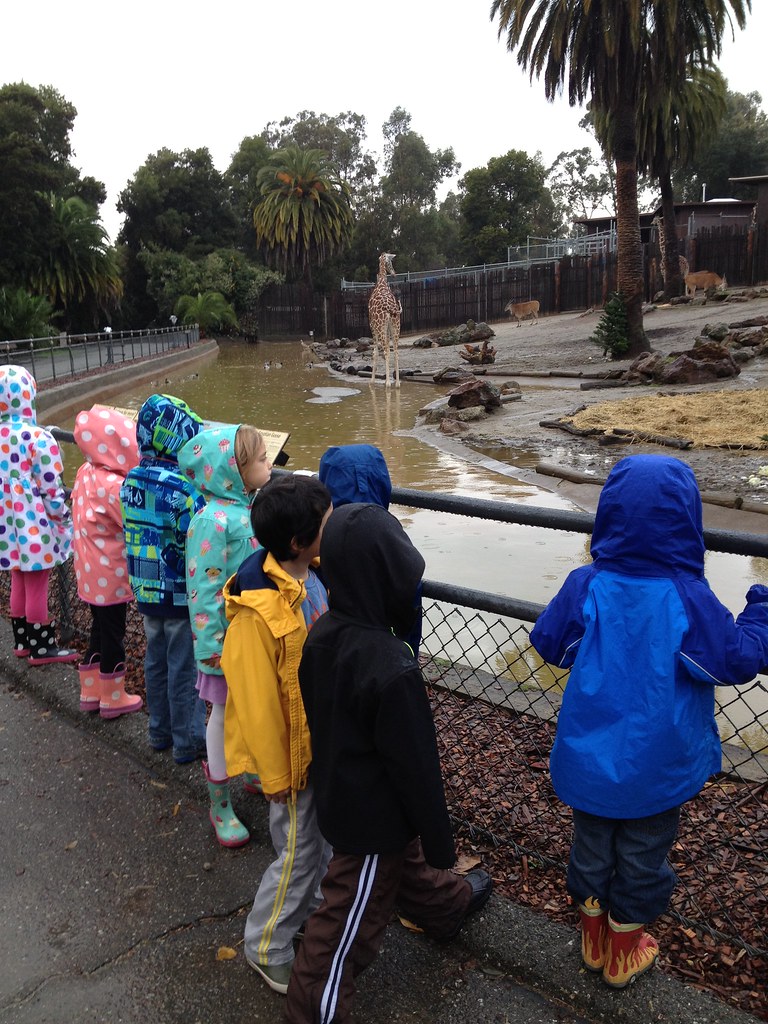 WZC day 1 LL 001 Rain won't keep ZooCampers from touring t… Oakland