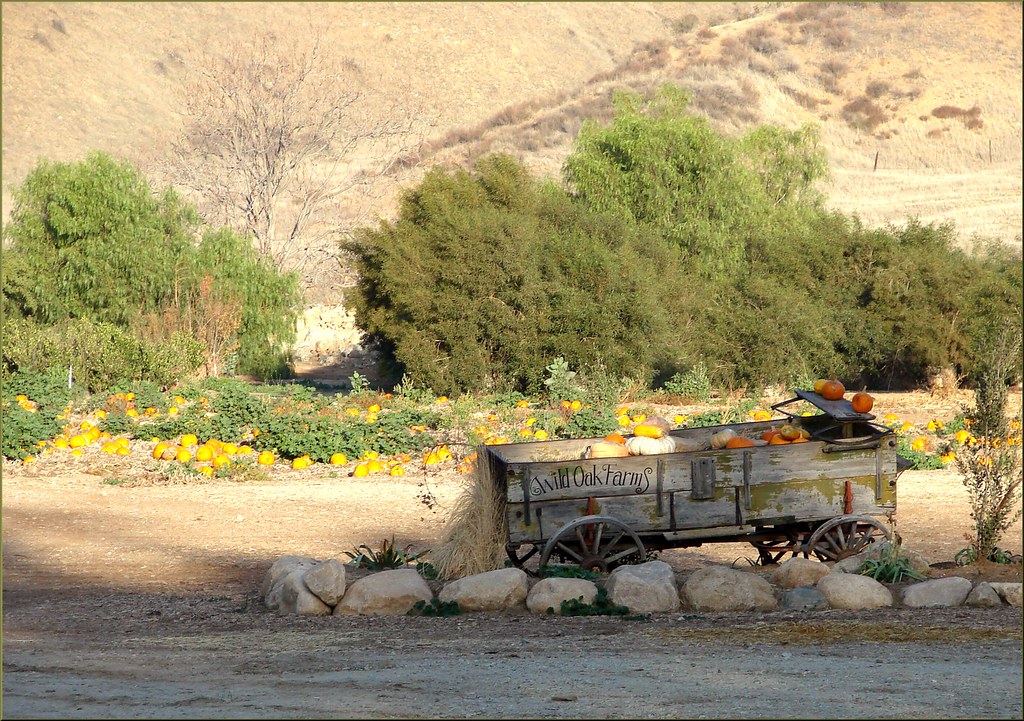 Live Oak Farms, Pumpkins 12912 (1 in a multiple picture … Flickr