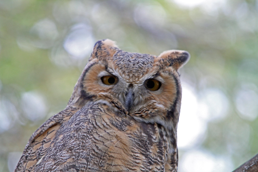 This years owlet New Dayton Alberta Howard Powell Flickr