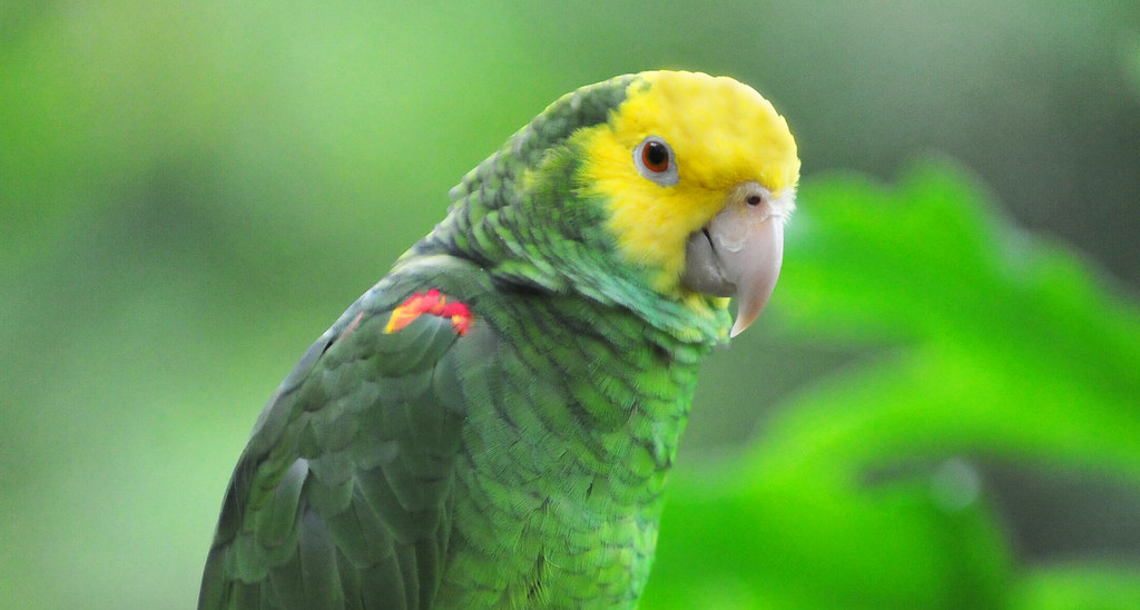 Yellowheaded Amazon (Amazona oratrix) The Yellowheaded A… Flickr