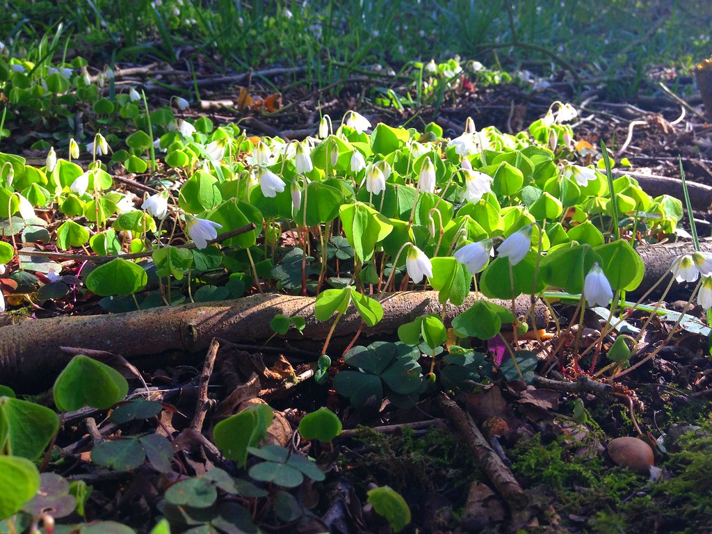 Wood Sorrel North Cliffe Woods ccsjab Flickr