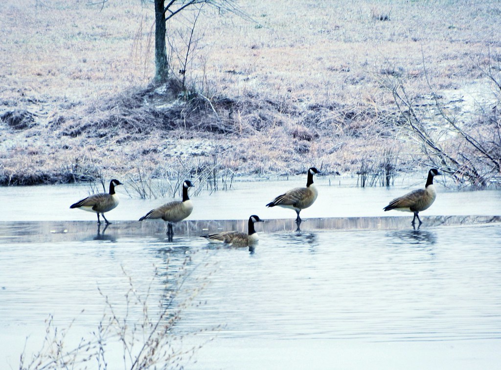 Walking on Water South of Tarboro, North Carolina Flickr