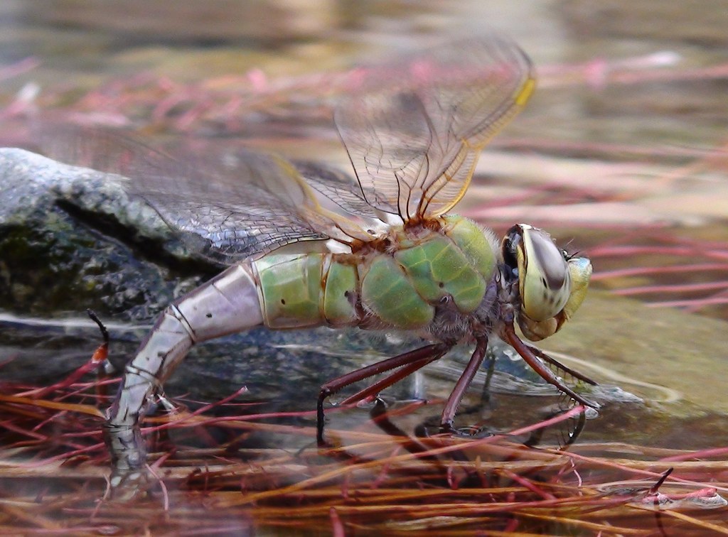 Green Darner Dragonfly Laying Eggs In Pond At NHM Wildlife… Flickr