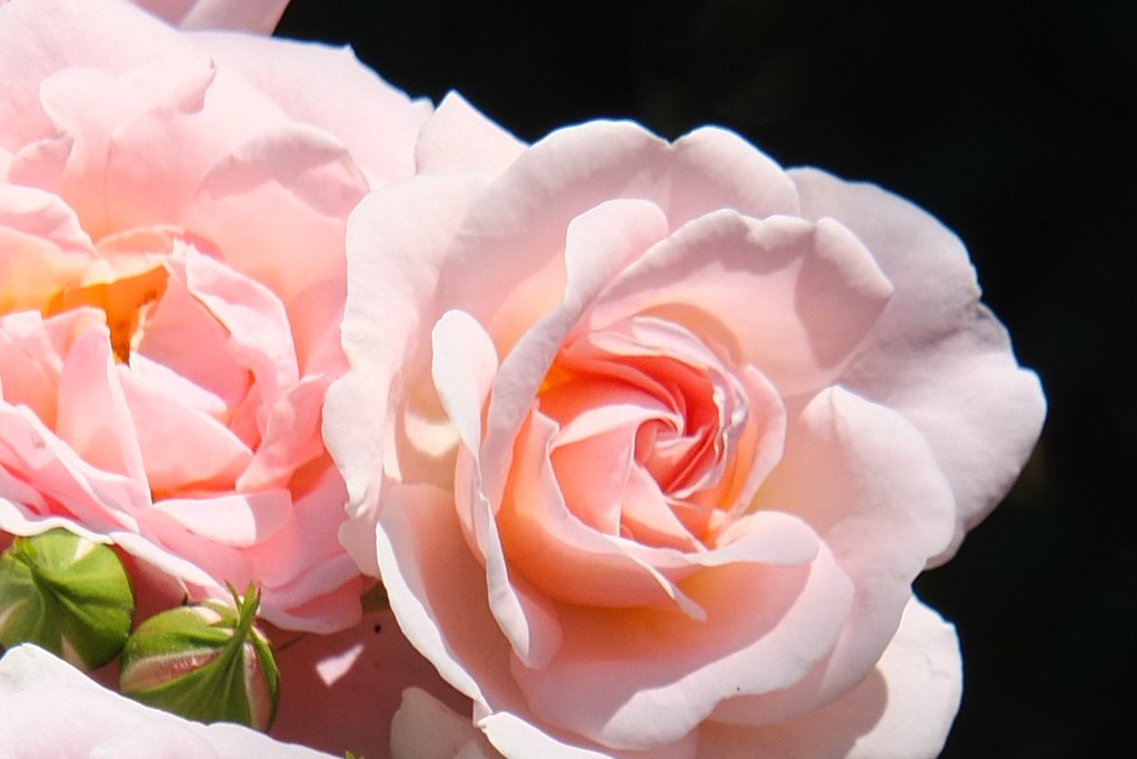 Pink roses.jpg I went to the Lady Norwood Rose Gardens and… Flickr