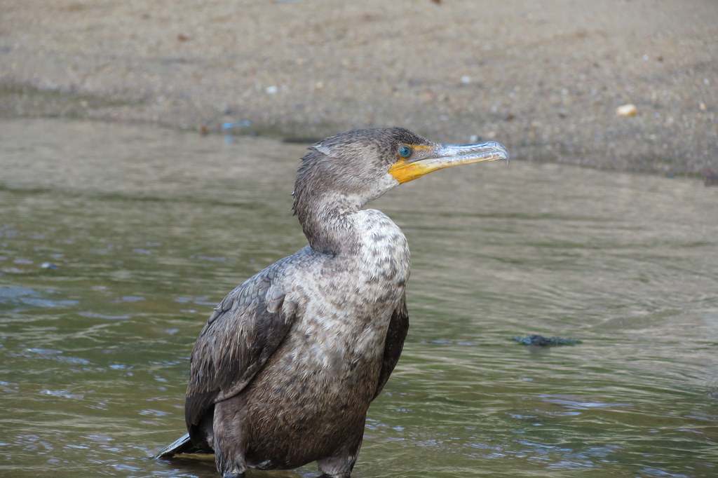 MN_Spring Time Juvenile Doublecrested Cormorant Virginia State Parks Flickr