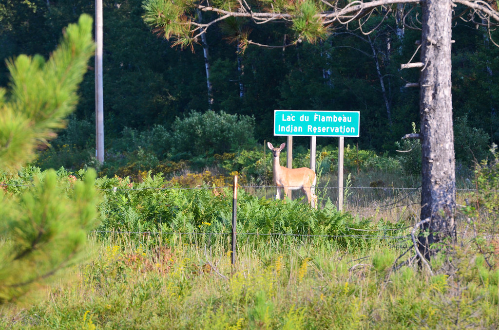 Doe Posing in front of Lac du Flambeau Indian Reservation Flickr