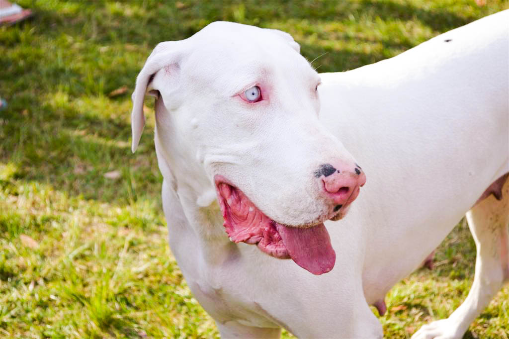 Albino ) Encontro de Beagles Canil Puppy's Fun. POARS Jozi Flickr