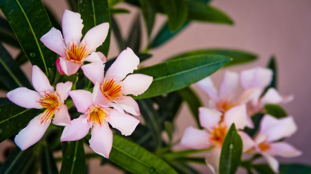 flores de laurel hay que laureles tan verdes y floreados, … Flickr