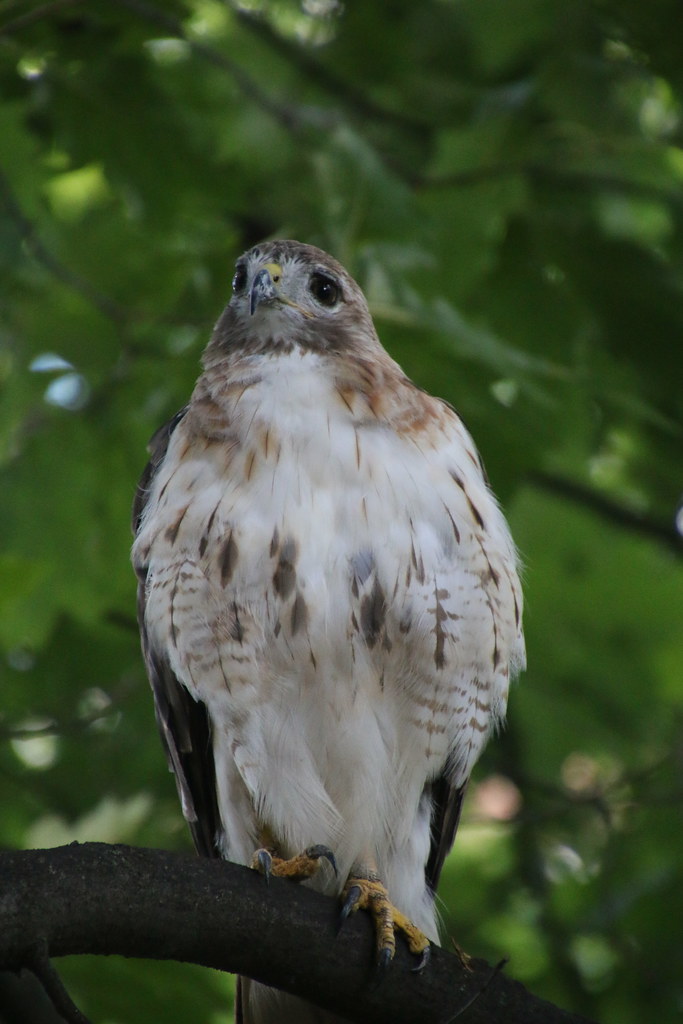 RedTailed Hawk at the University of Michigan, Ann Arbor (… Flickr